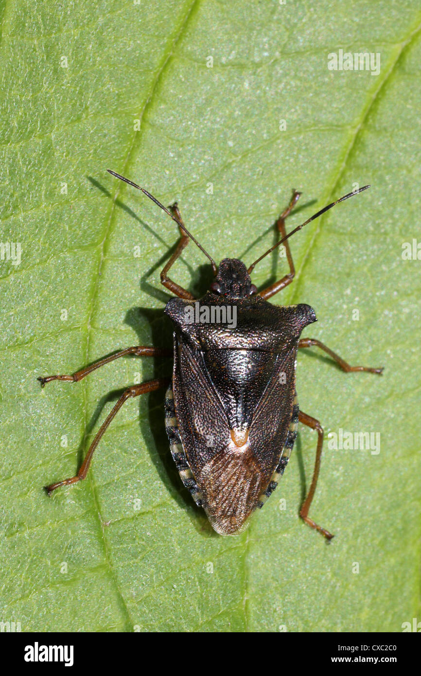 Red-gambe Shieldbug a.k.a. Forest Bug Pentatoma rufipes Foto Stock