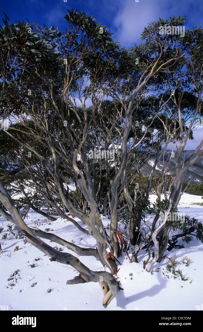 Australia, Victoria, alpina del parco nazionale e le gomme da neve. Foto Stock