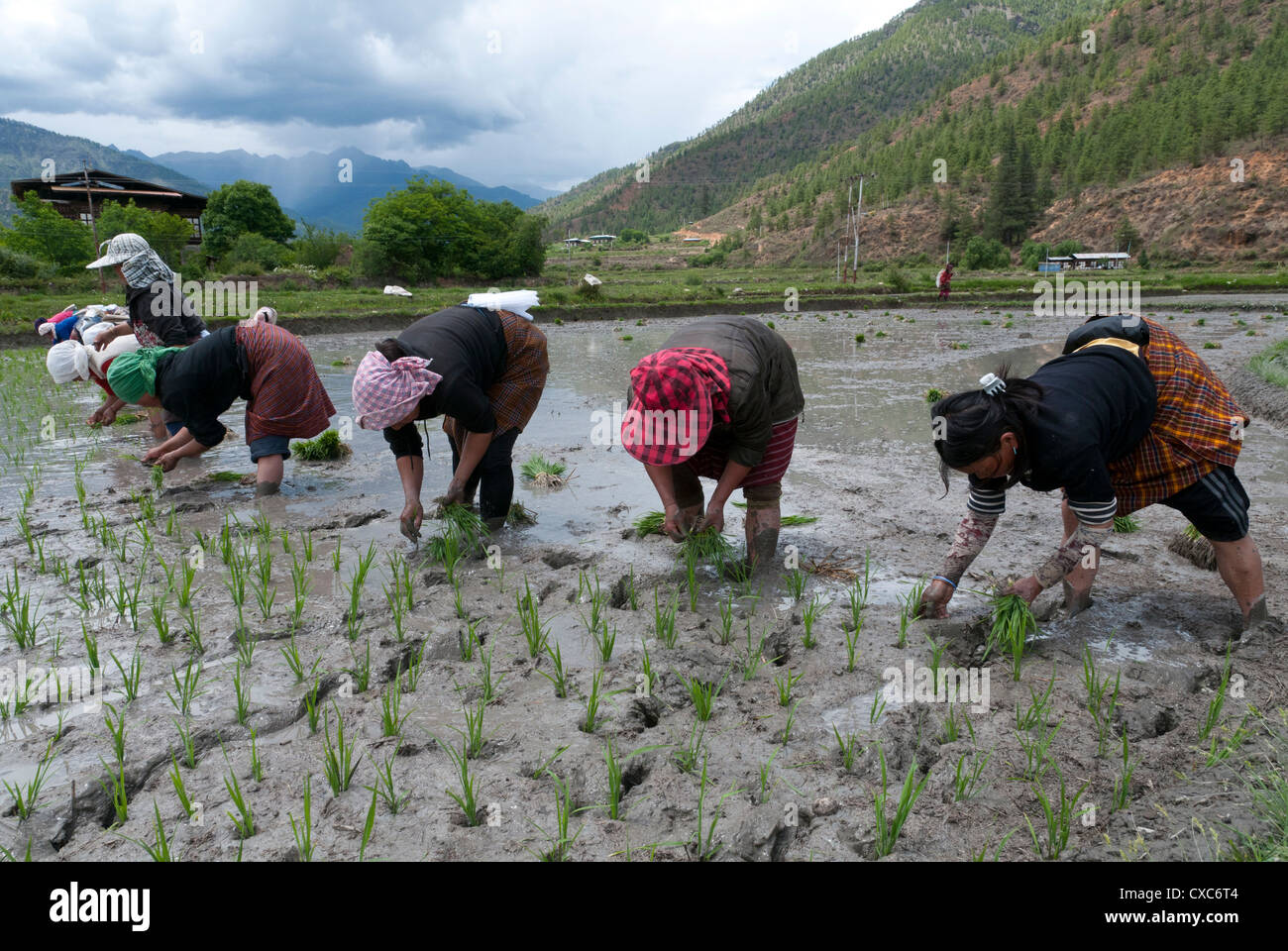 Gli agricoltori femmina trapiantare i germogli di riso nelle risaie, Paro Valley, Bhutan, Asia Foto Stock