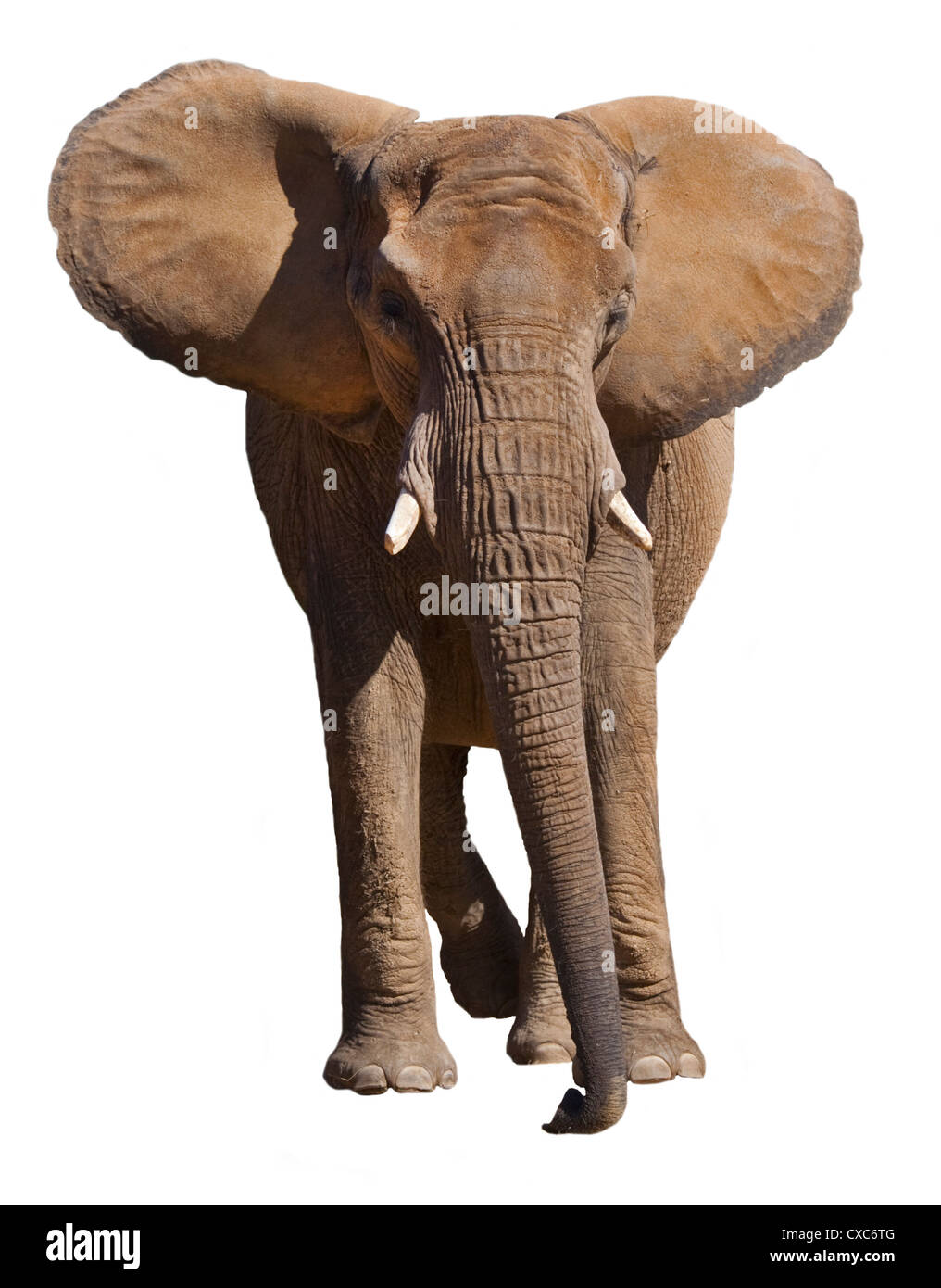Elefante africano (Loxodonta africana) su bianco Foto Stock