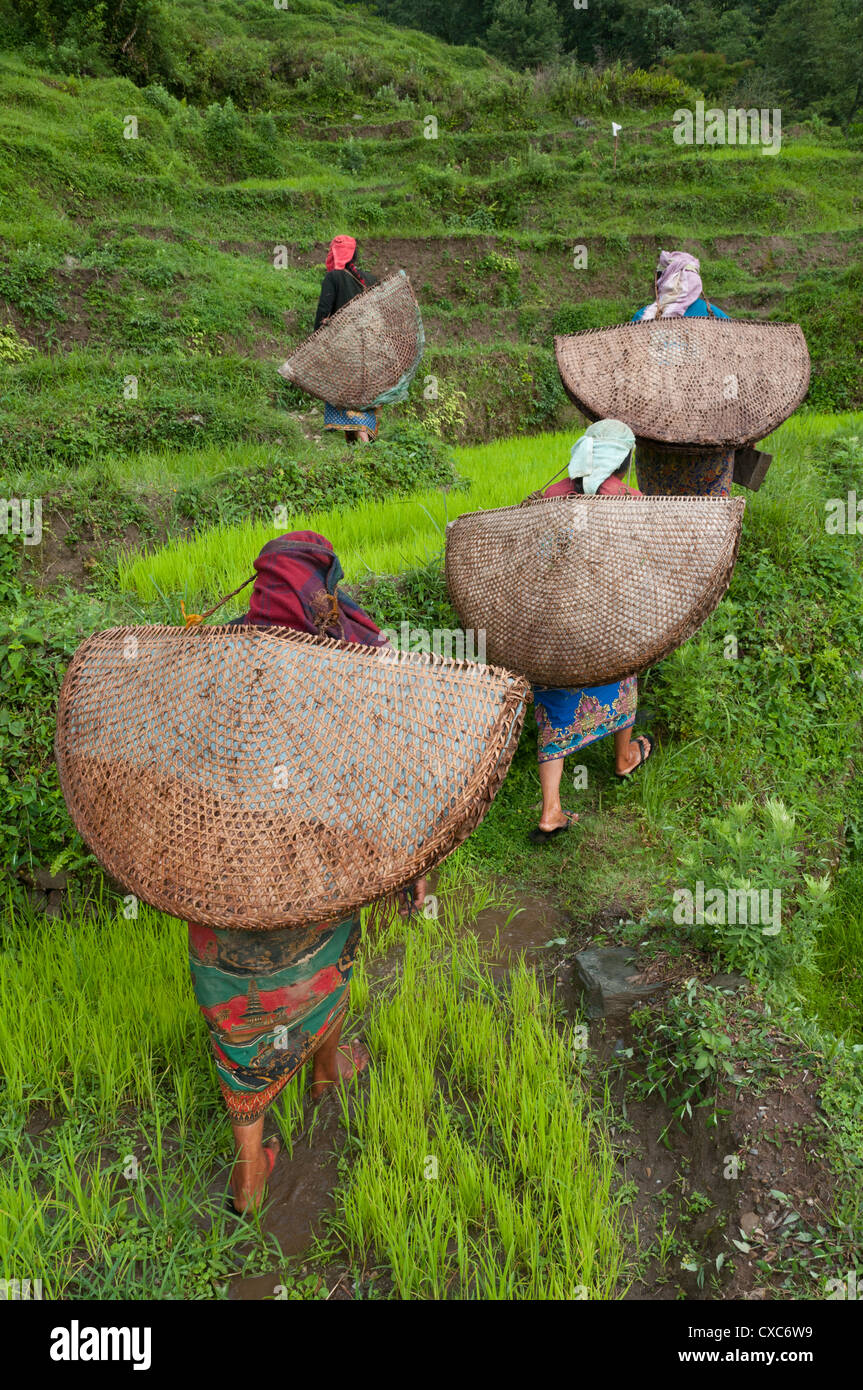Gli agricoltori di sesso femminile nel campo con la tradizionale protezione dalla pioggia, lwang village, area di Annapurna, Pkhara, Nepal, Asia Foto Stock