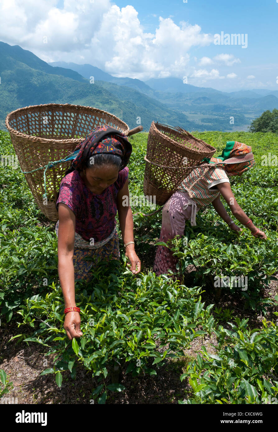 Il tè spiumatura nell'area di Annapurna, Lwang. Pokhara, Nepal, Asia Foto Stock