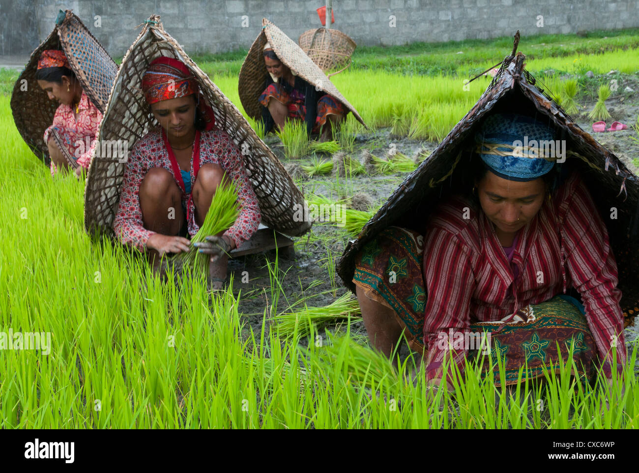 Gli agricoltori di sesso femminile al lavoro nel vivaio di riso, con protezione dalla pioggia, area di Annapurna, Pokhara, Nepal, Asia Foto Stock