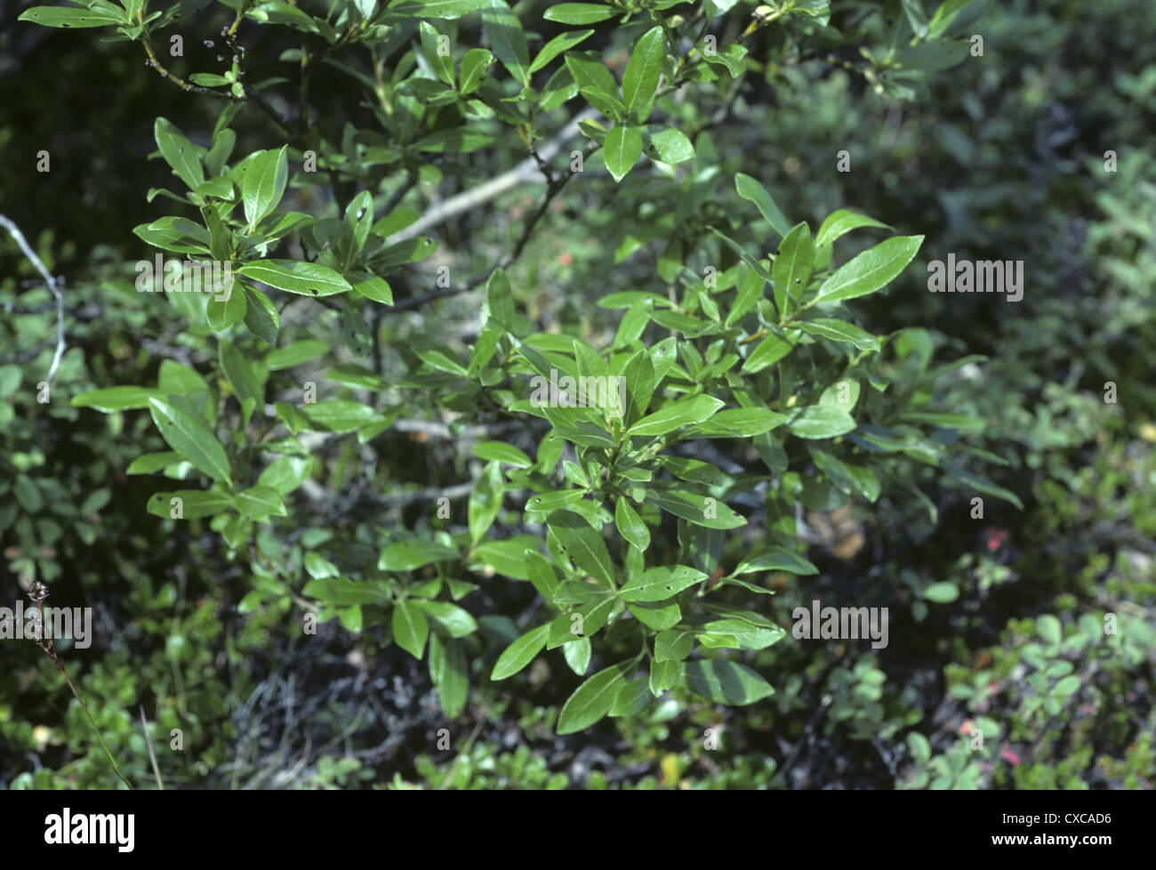 Tè-lasciato Willow Salix phylicifolia Foto Stock