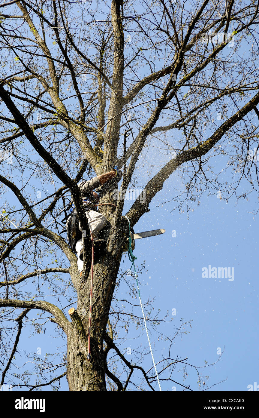 Lumberjack alta in una struttura ad albero con fune di arrampicata su cavi di protezione e sega a catena Foto Stock