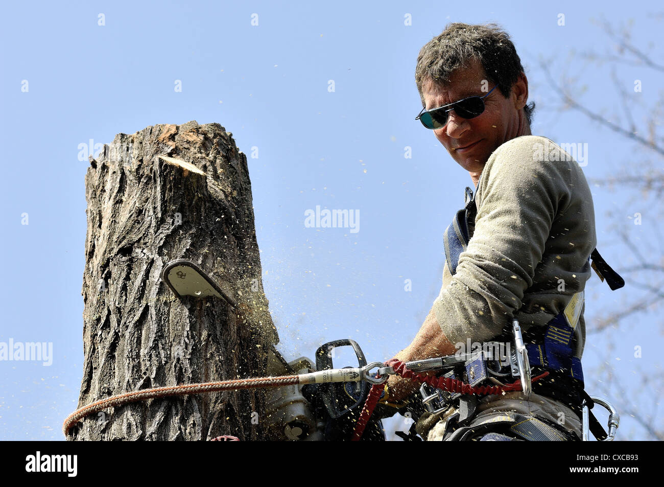 Lumberjack alta in una struttura ad albero con fune di arrampicata su cavi di protezione e sega a catena Foto Stock