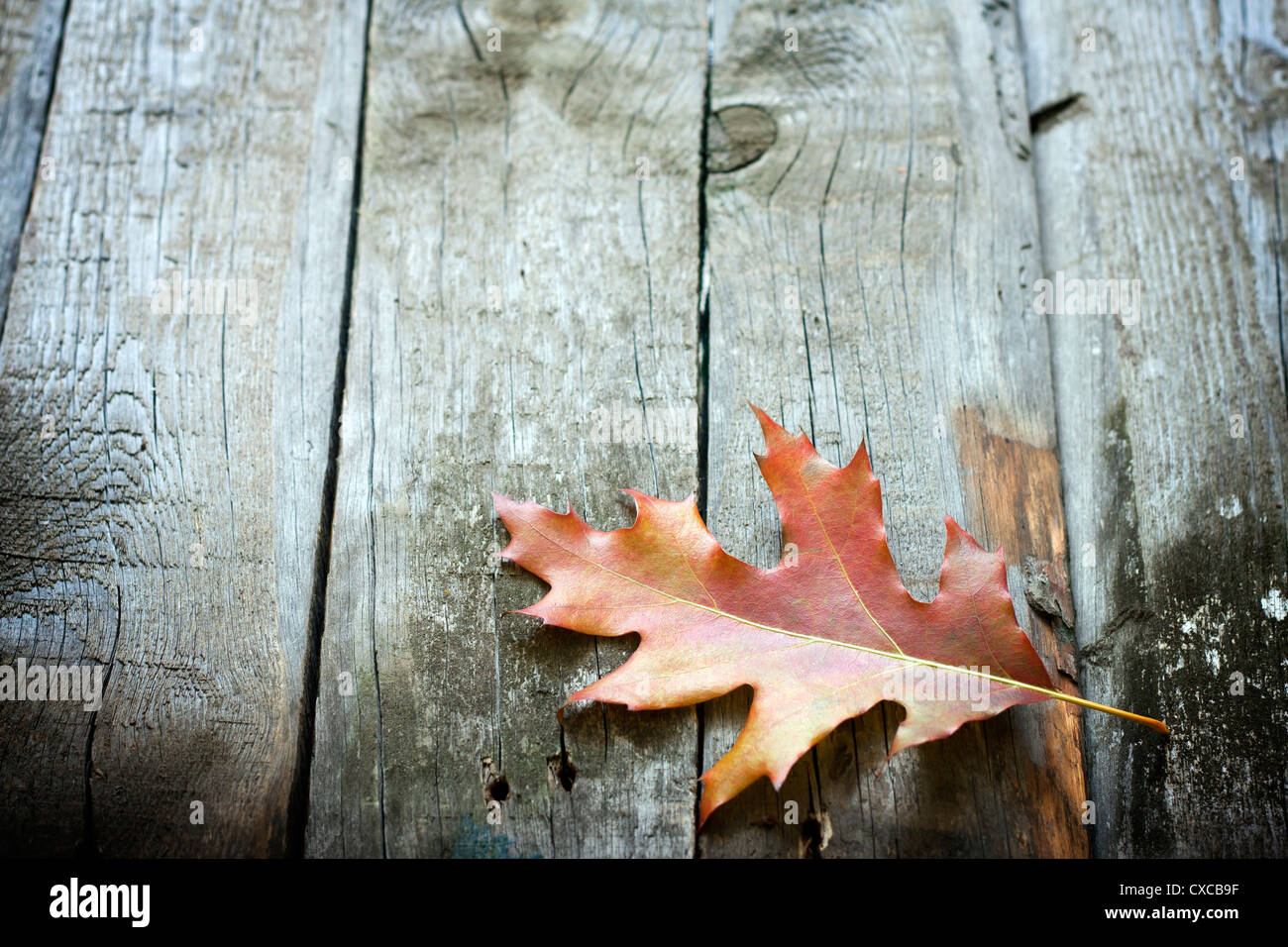 Autumn Leaf su assi di legno sfondo Foto Stock