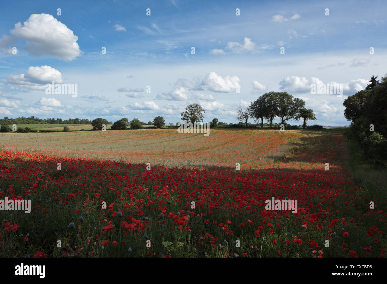 Fiandre Papaveri Chiltern Hills Oxfordshire England Regno Unito Foto Stock