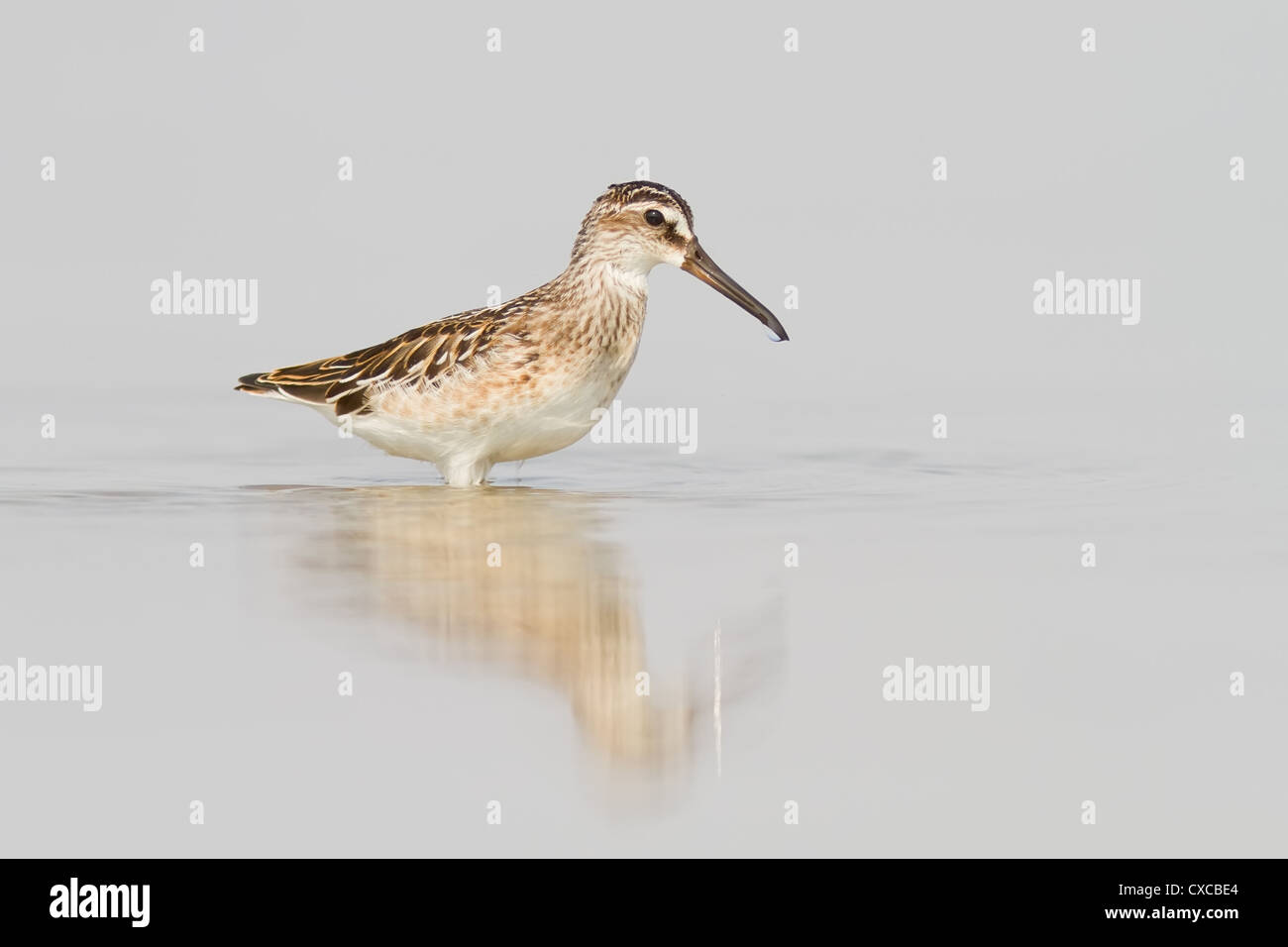 Un ampio fatturati Sandpiper (Limicola falcinellus) in piedi in acqua poco profonda Foto Stock