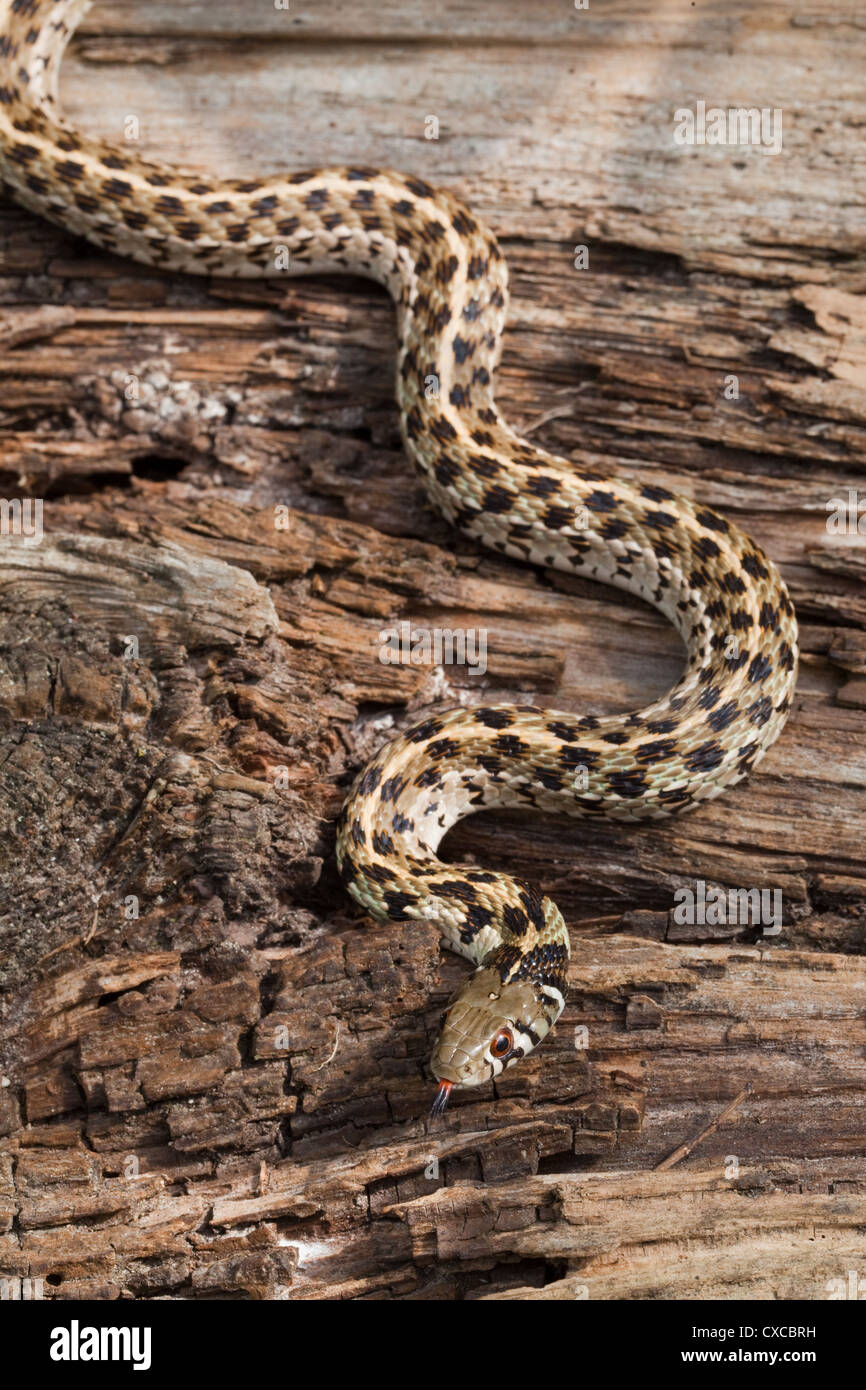 Giarrettiera a scacchi Snake (Thamnophis marcianus). Pianura del SW America. Foto Stock