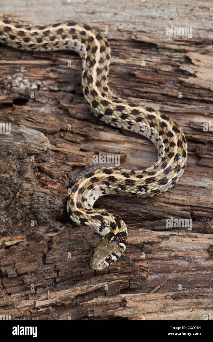 Giarrettiera a scacchi Snake (Thamnophis marcianus). Pianura del SW Regno Statesof America. Foto Stock