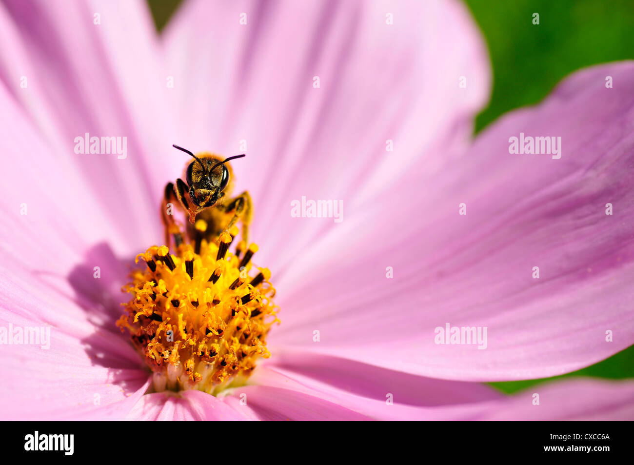 Imenotteri del genere bee vista frontale sul cuore di rosa fiori di Cosmos Foto Stock
