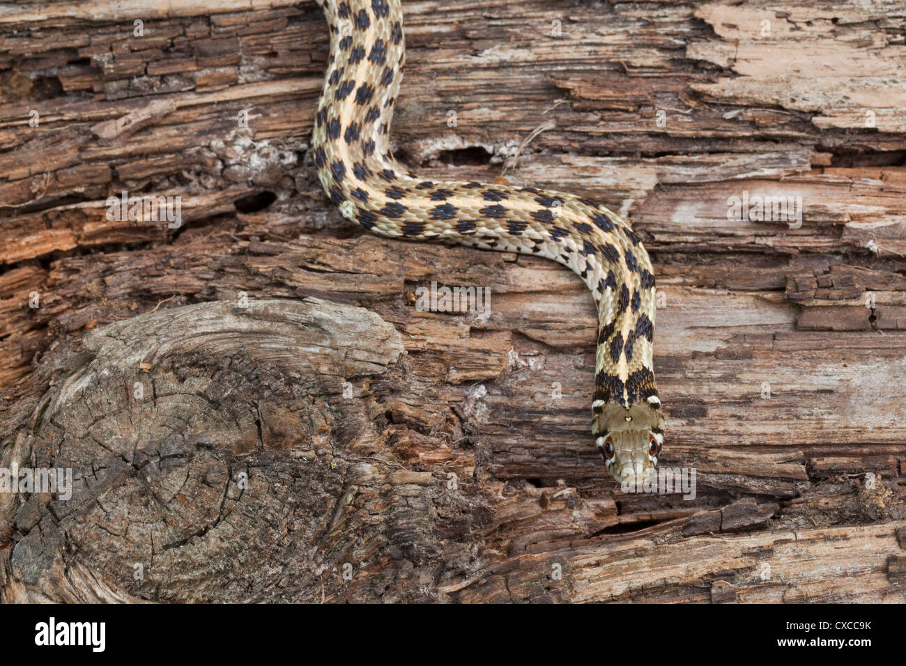 Giarrettiera a scacchi Snake (Thamnophis marcianus). Pianura del SW negli Stati Uniti d'America. Foto Stock
