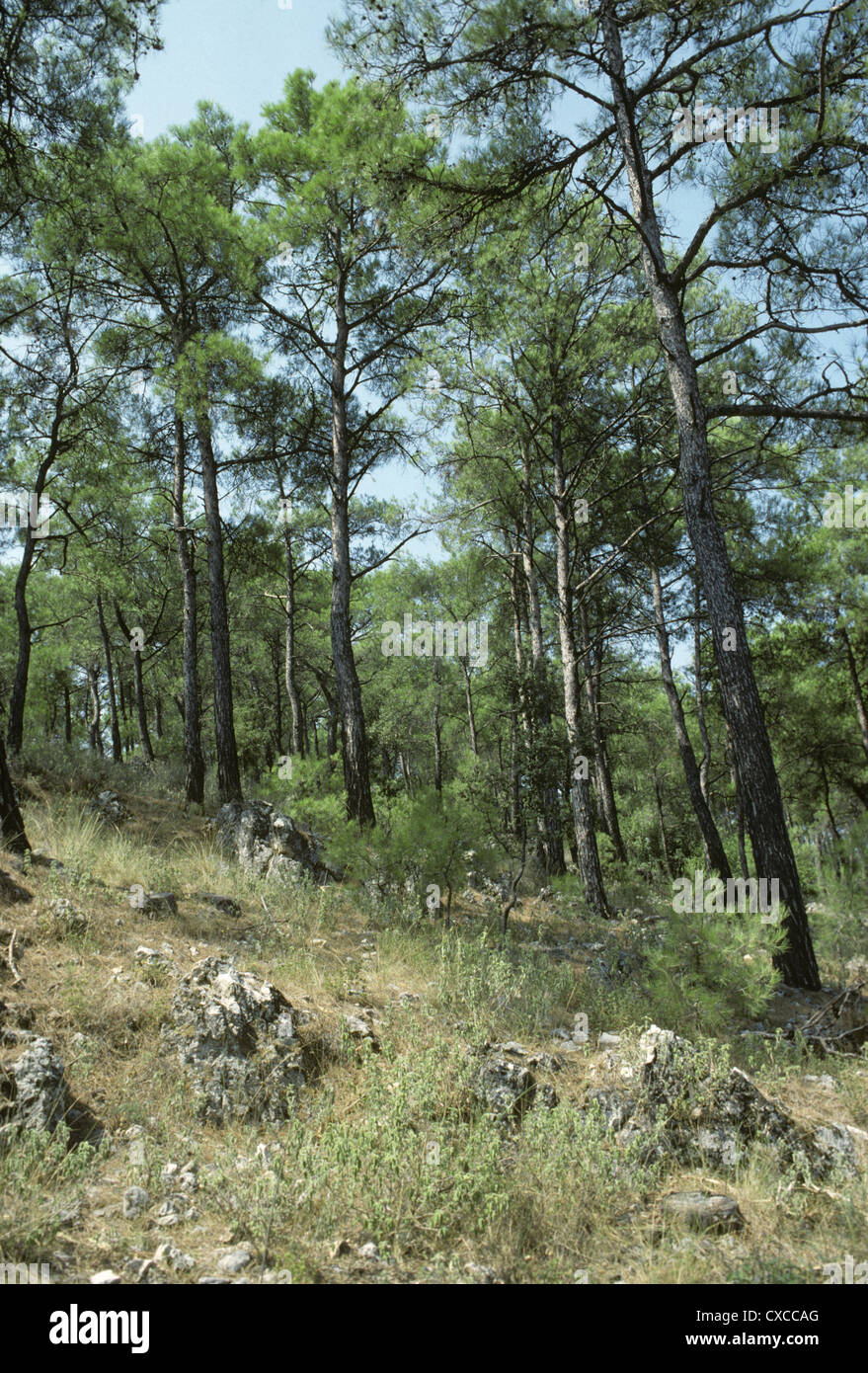 Pino marittimo Pinus pinaster (Pinaceae) Foto Stock