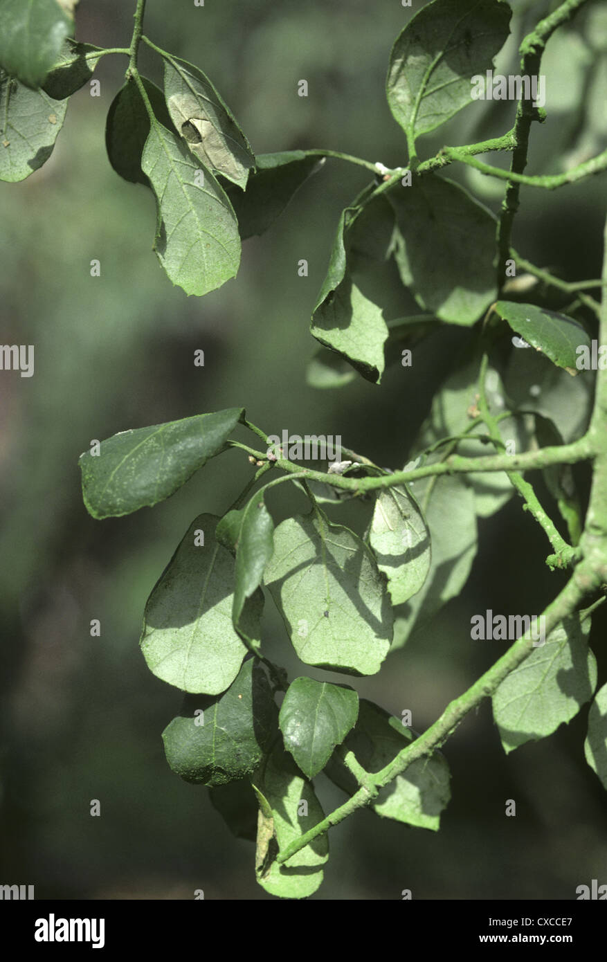 Quercia da sughero Quercus suber (Fagaceae) Foto Stock