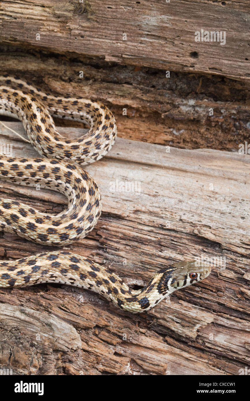 Giarrettiera a scacchi Snake (Thamnophis marcianus). Pianura del SW negli Stati Uniti d'America. Foto Stock