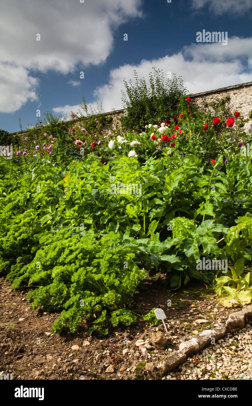 Il prezzemolo e la pastinaca crescente tra i fiori per attirare gli insetti impollinatori entro le mura Orto, Rousham House, Oxfordshire, Inghilterra Foto Stock