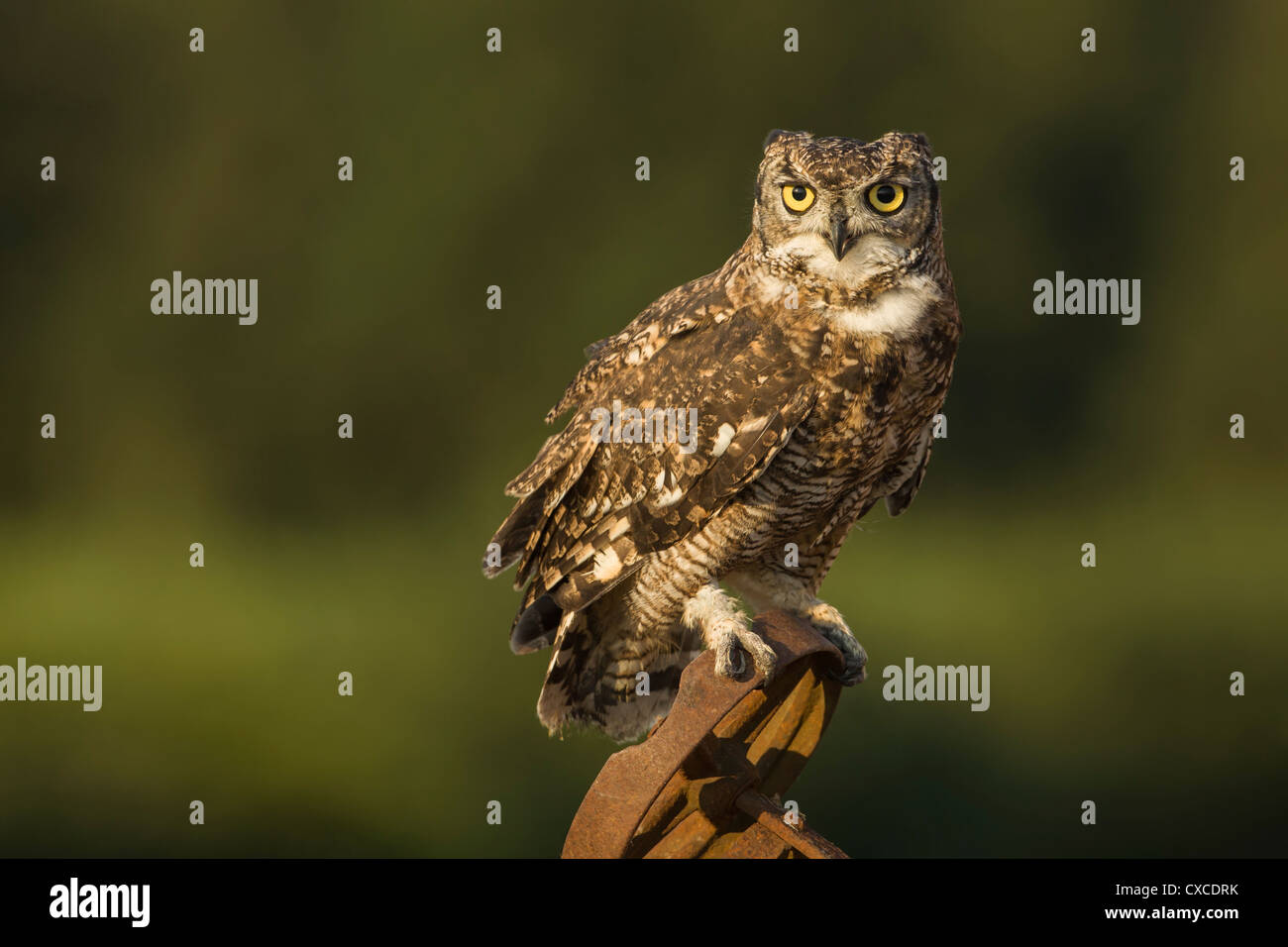 African Spotted Owl arroccato su arrugginita macchinari agricoli in golden luce della sera Foto Stock