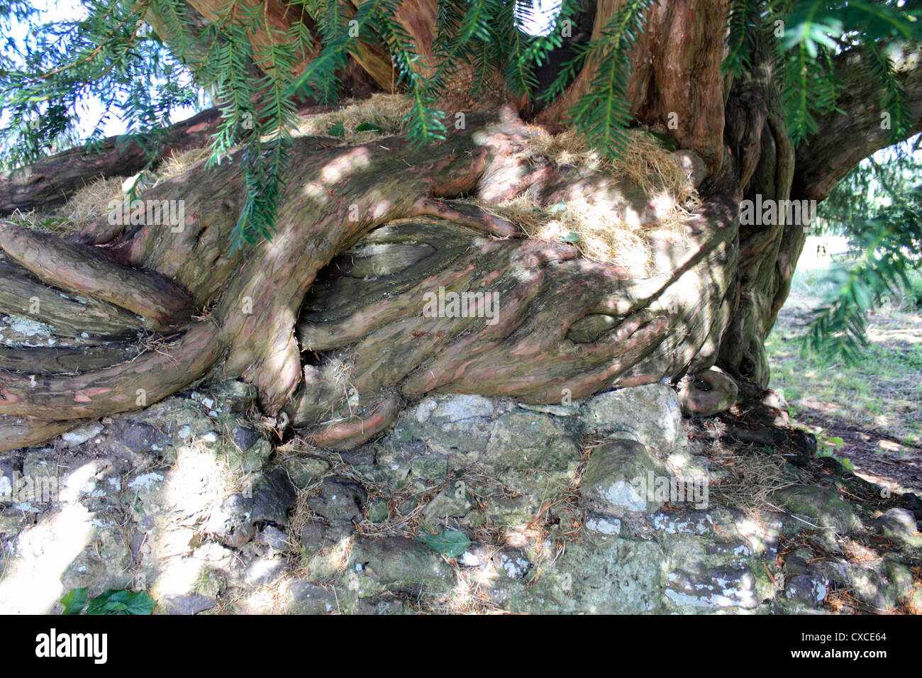Antico albero di Yew all Abbazia di Waverley vicino a Farnham, Surrey, sul fiume Wey. Foto Stock