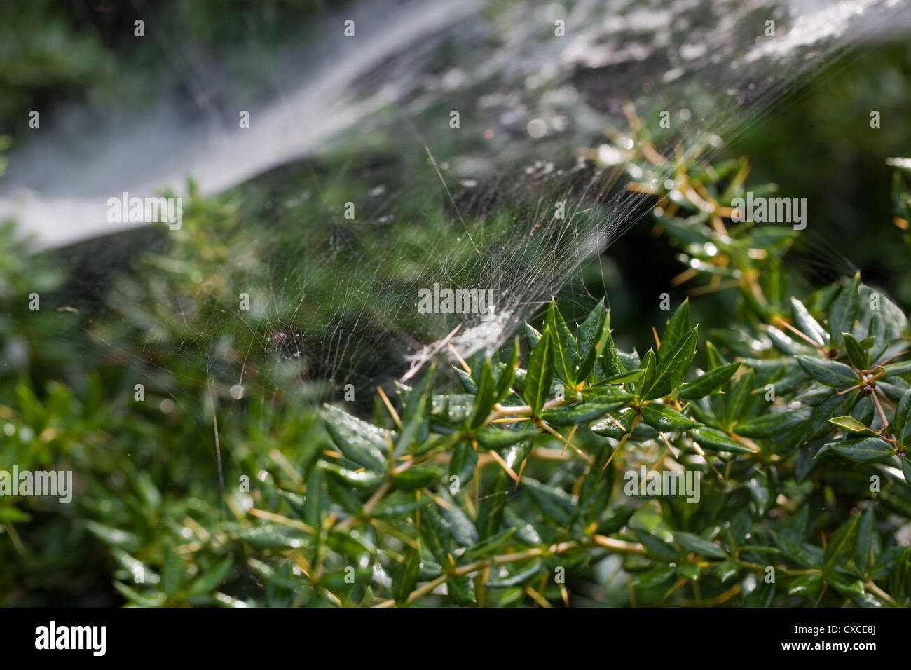 'Strumenti' Spider o 'Sheetweaver' Spider (Linyphid sp. ) In prossimità di una sezione di amaca stretching web attraverso Berberis filiali Foto Stock