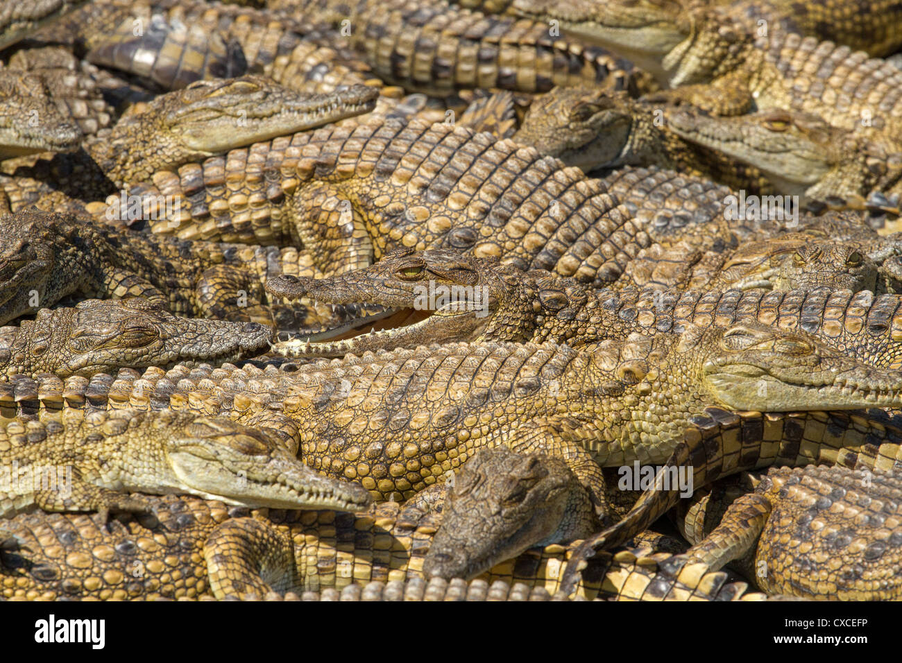 Massa di coccodrilli giovani (Crocodylus niloticus) presso l'allevamento di coccodrilli vicino a Siavonga, Zambia Foto Stock