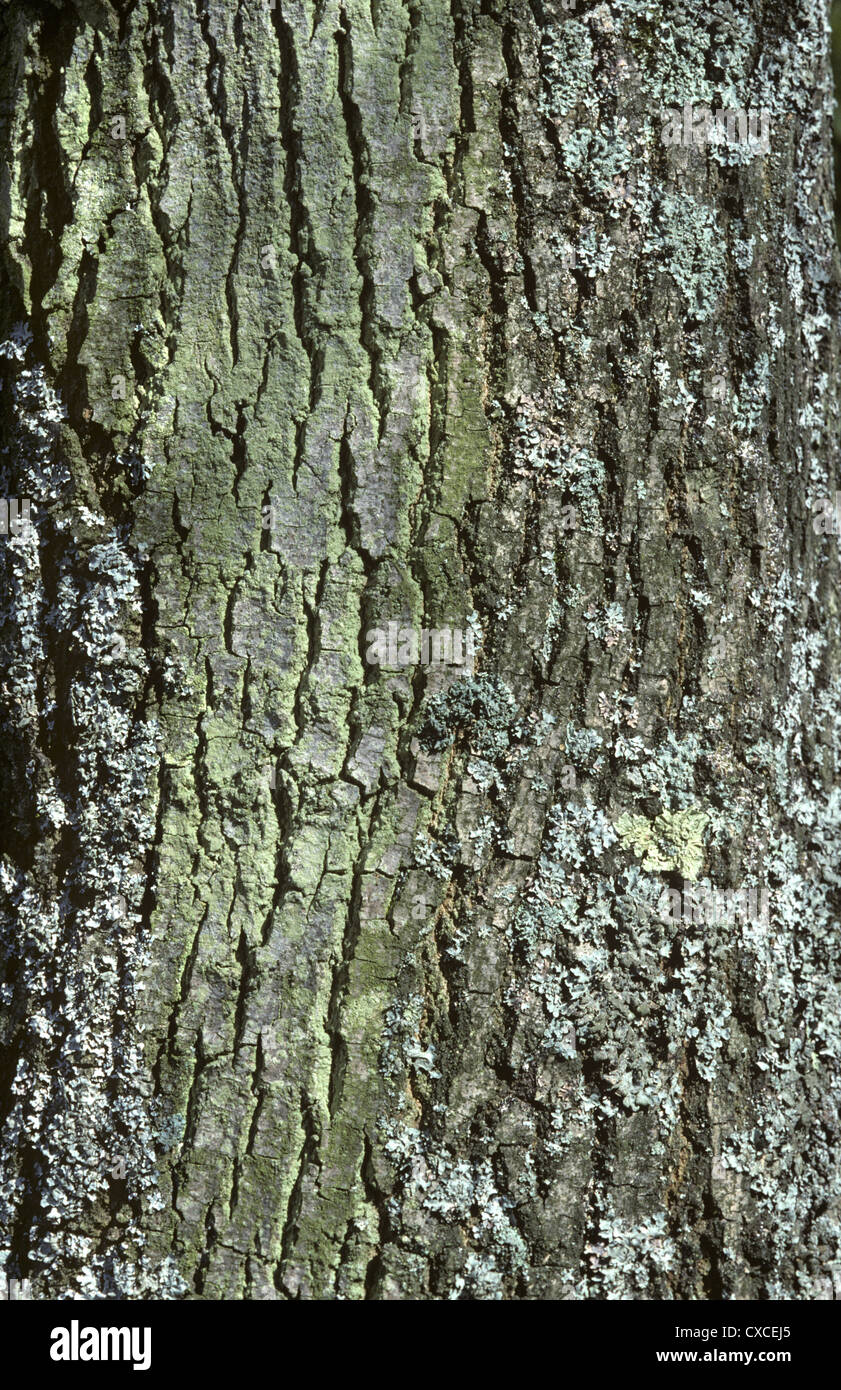 Cenere caucasica Fraxinus oxycarpa Foto Stock
