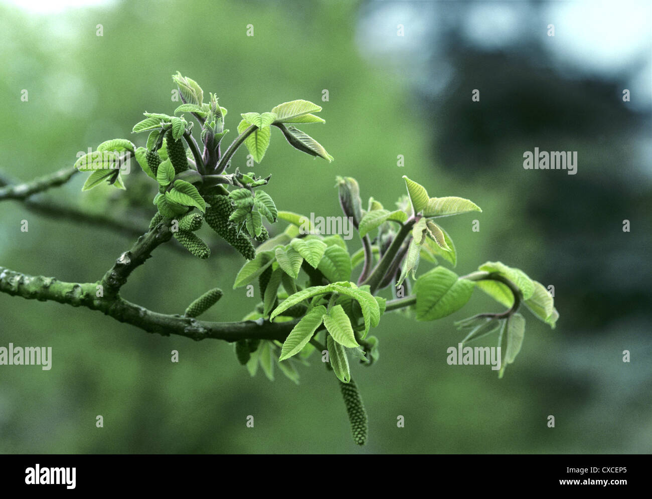 Noce giapponese Juglans ailantifolia Foto Stock