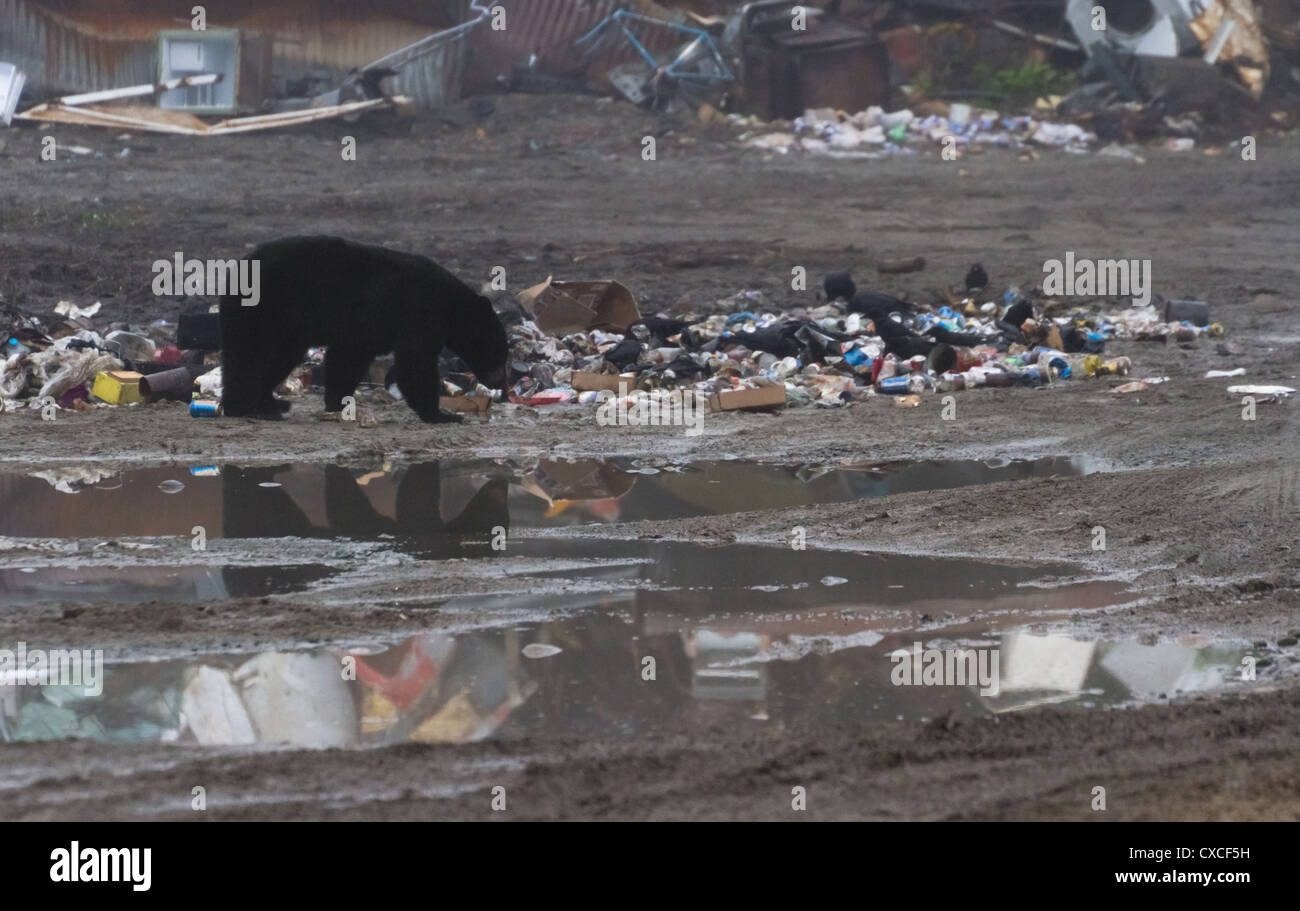 Black Bear mangiare garbage in Alaska hyder Foto Stock