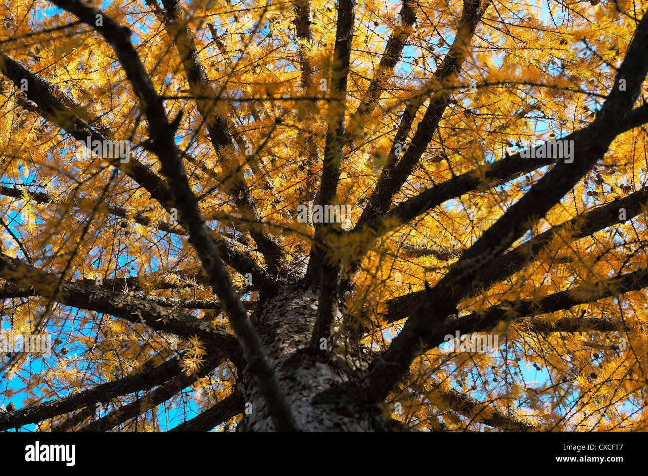 Pino a mano il ramo è chiuso pittoresco cielo di autunno i suoi aghi Foto Stock