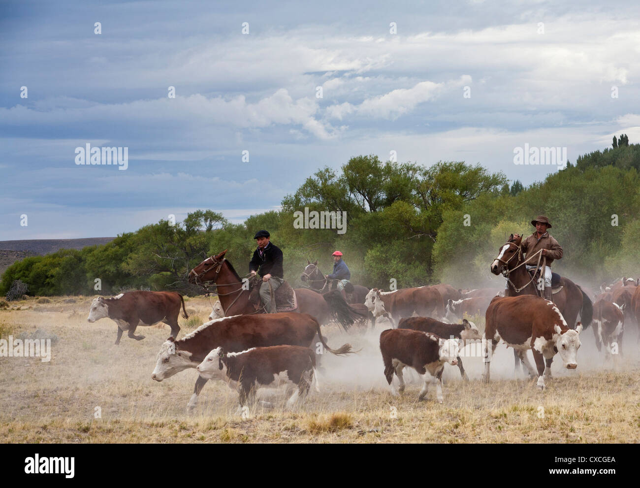 Gauchos con bestiame al Huechahue Estancia, Patagonia, Argentina. Foto Stock
