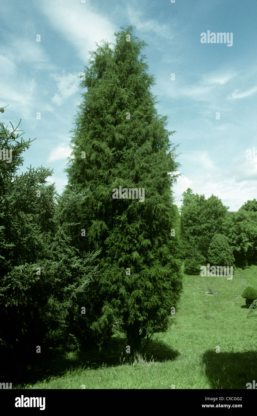 Matita cedro (Eastern Red Cedar) Juniperus Virginiana (Cupressaceae) Foto Stock