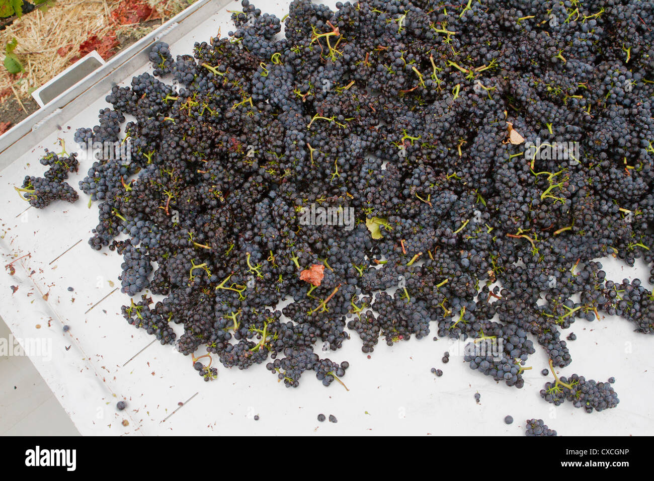 I grappoli di ripe pinot nero su un tavolo di cernita in campo. Foto Stock