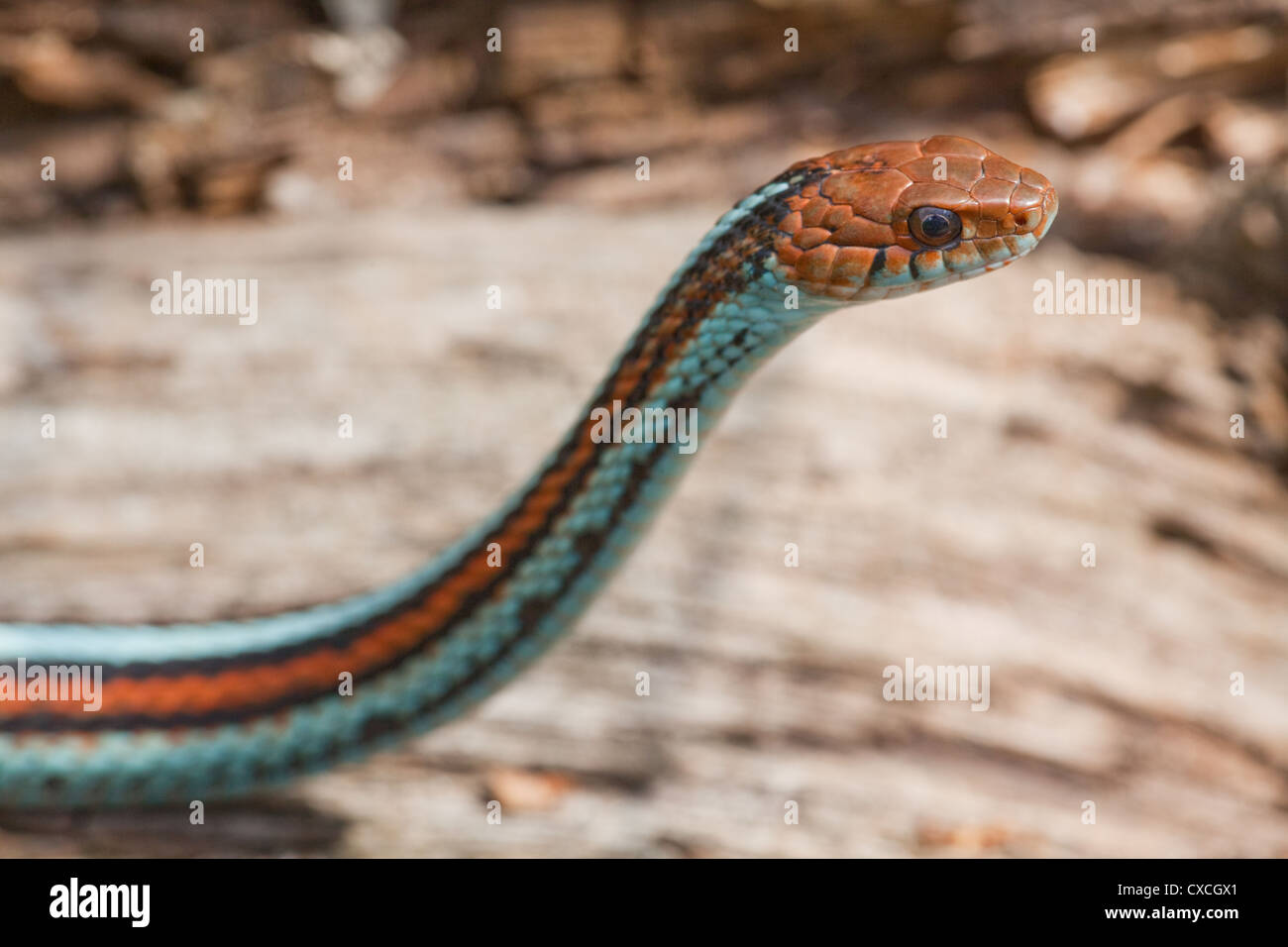 San Francisco Garter Snake (Thamnophis sirtalis tetrataenia). Rare; in via di estinzione sub-specie. Foto Stock