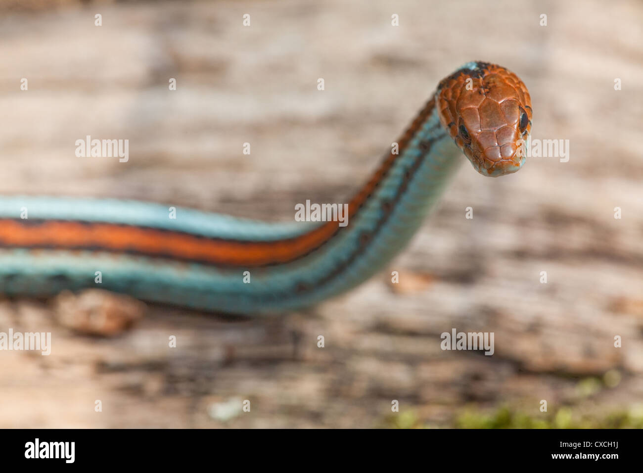 San Francisco Garter Snake (Thamnophis sirtalis tetrataenia). Rare; in via di estinzione sub-specie. Foto Stock