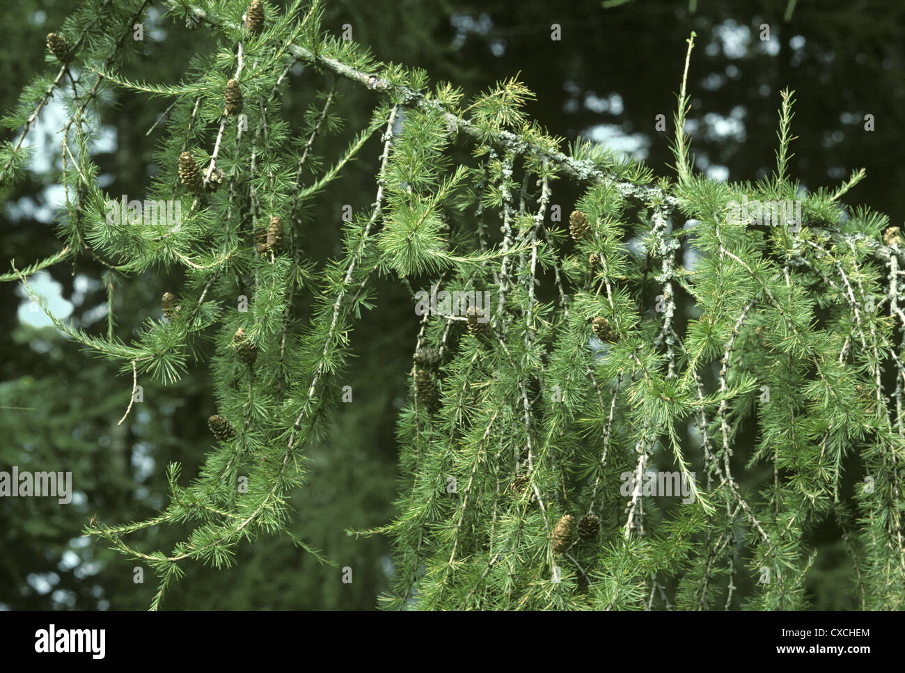 Dunkeld (ibrido) Larice Larix x eurolepis (Pinaceae) Foto Stock