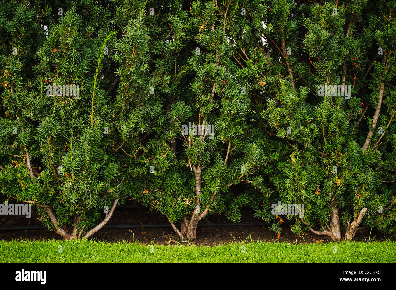 Parete Verde fatta di cespugli sempreverdi. Primo piano Foto Stock