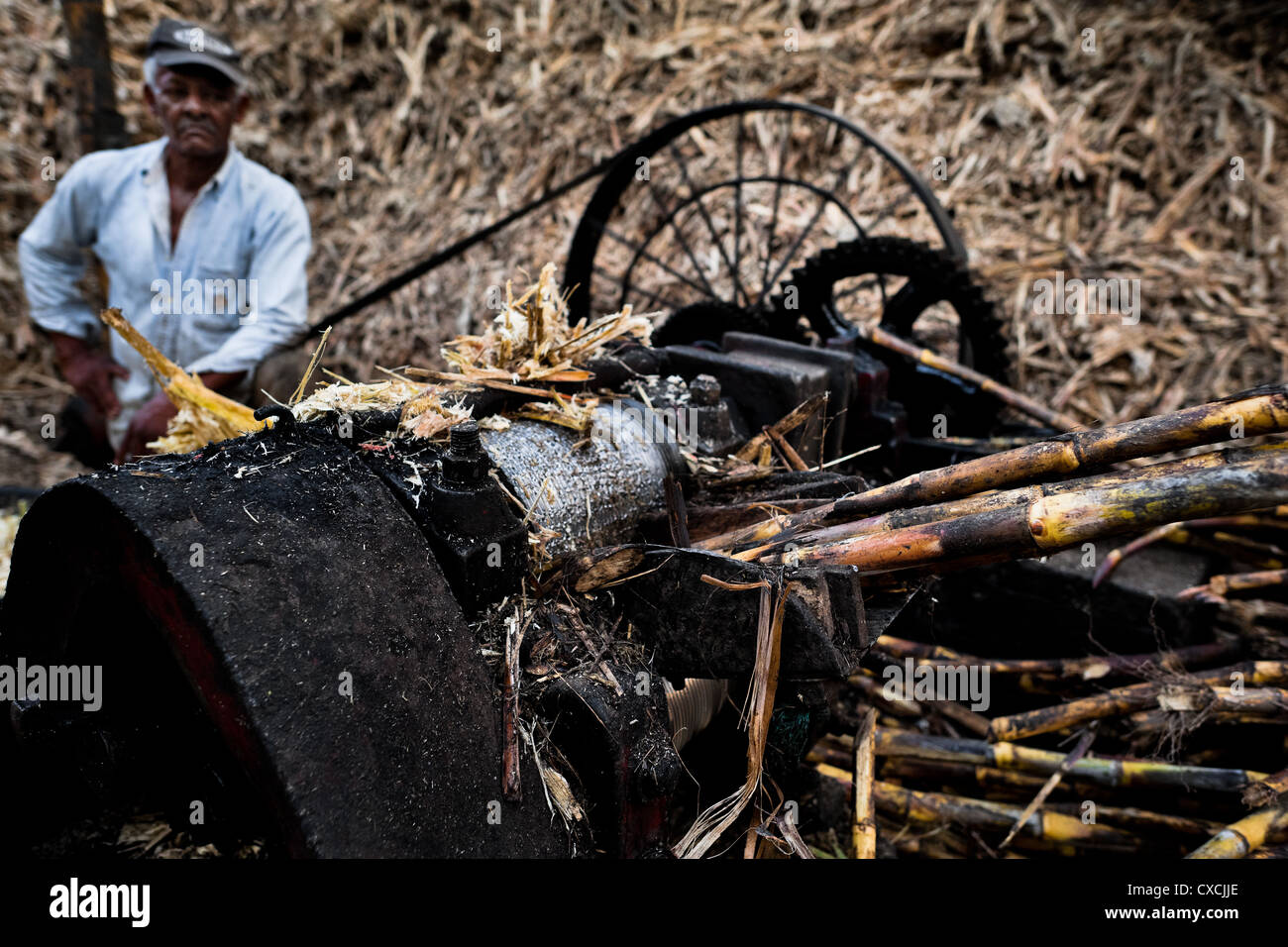 Un contadino colombiano mette la canna da zucchero gli stocchi attraverso un frantumatore durante la lavorazione di panela nella Valle del Cauca, Colombia. Foto Stock