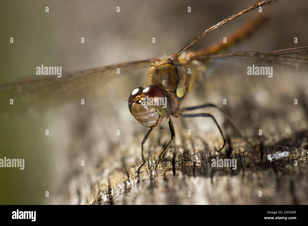 Libellula Foto Stock