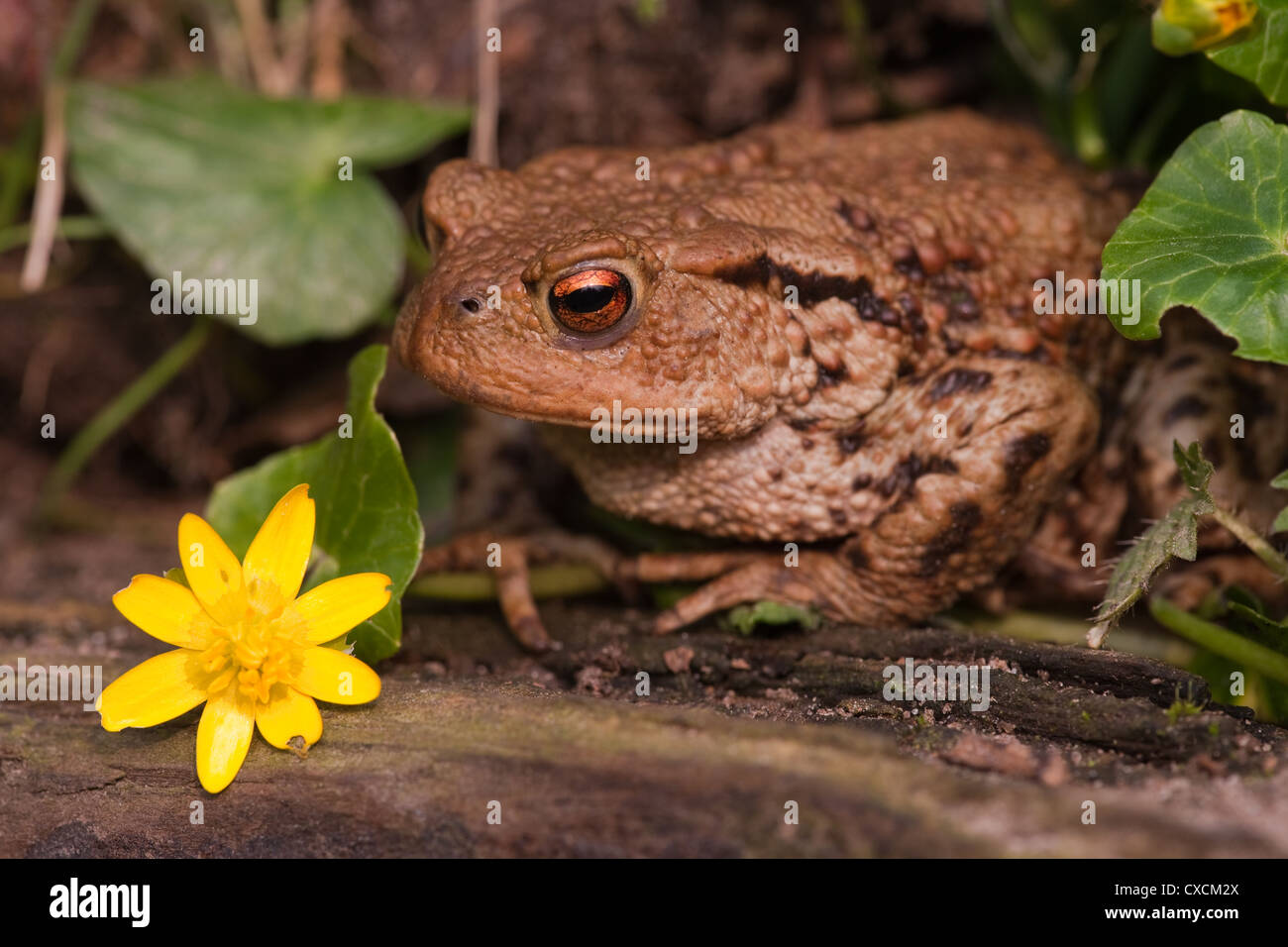 Il rospo comune (Bufo bufo). Ritratto. Lesser Celandine (Ranunculus ficaria). Vivere in un giardino siepe. Foto Stock