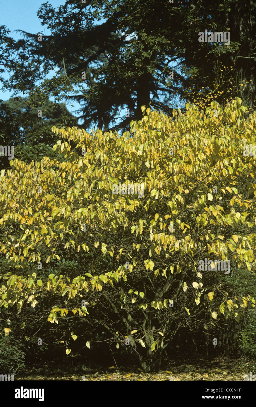 Gelso bianco Morus alba (Moraceae) Foto Stock