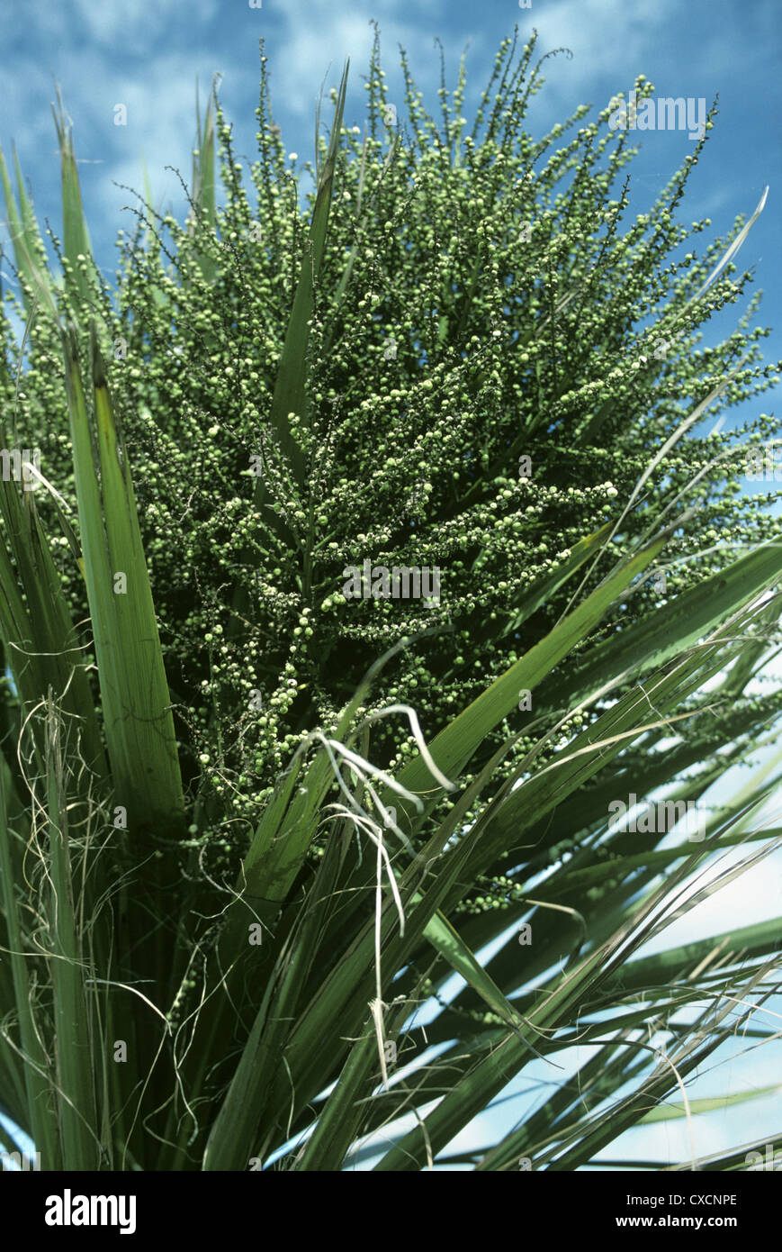 Palma cavolfiore Cordyline australis (Agavaceae) Foto Stock