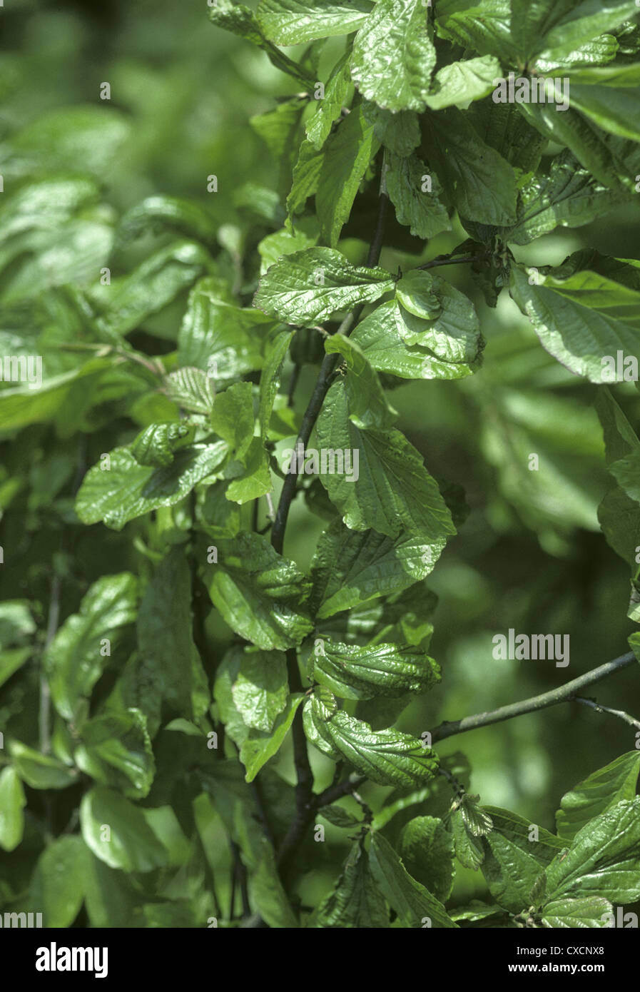 Il persiano Ironwood Parrotia persica (Hamamelidaceae) Foto Stock