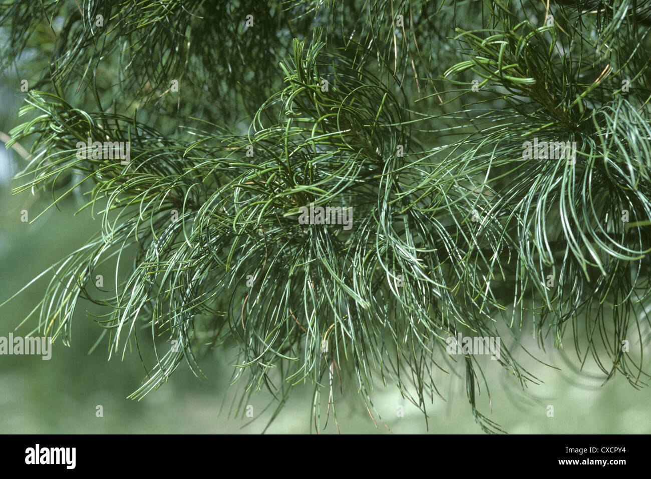 Weymouth Pine Pinus strobus (Pinaceae) Foto Stock