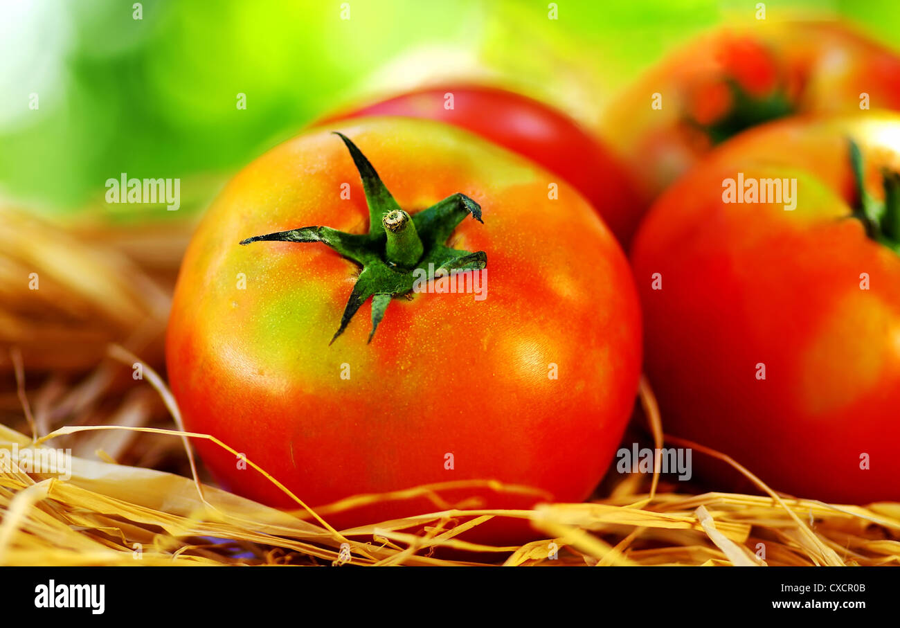 Primo piano di pomodori maturi Foto Stock