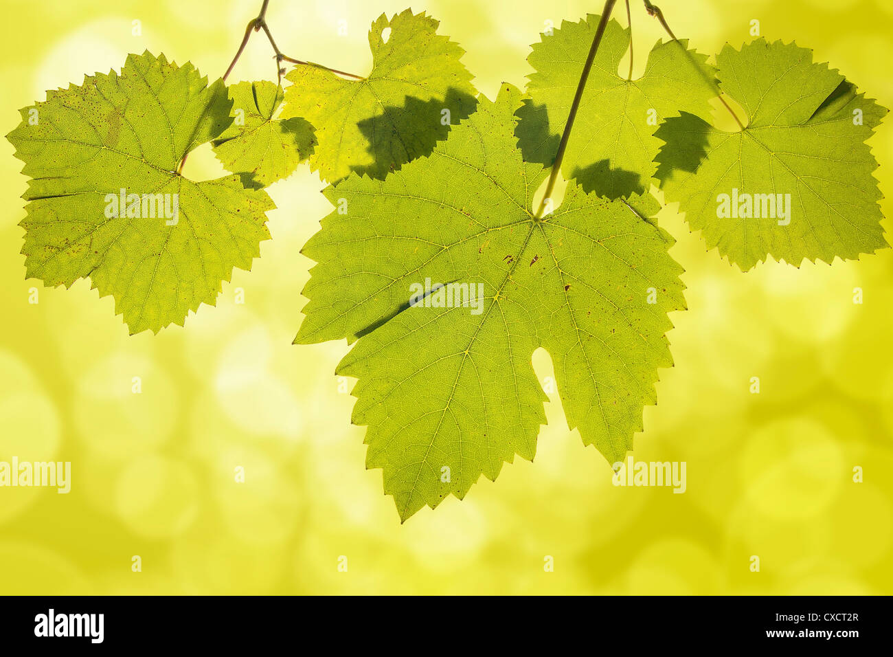 Appendere il vino di foglie di uva verde su sfondo sfocato Foto Stock
