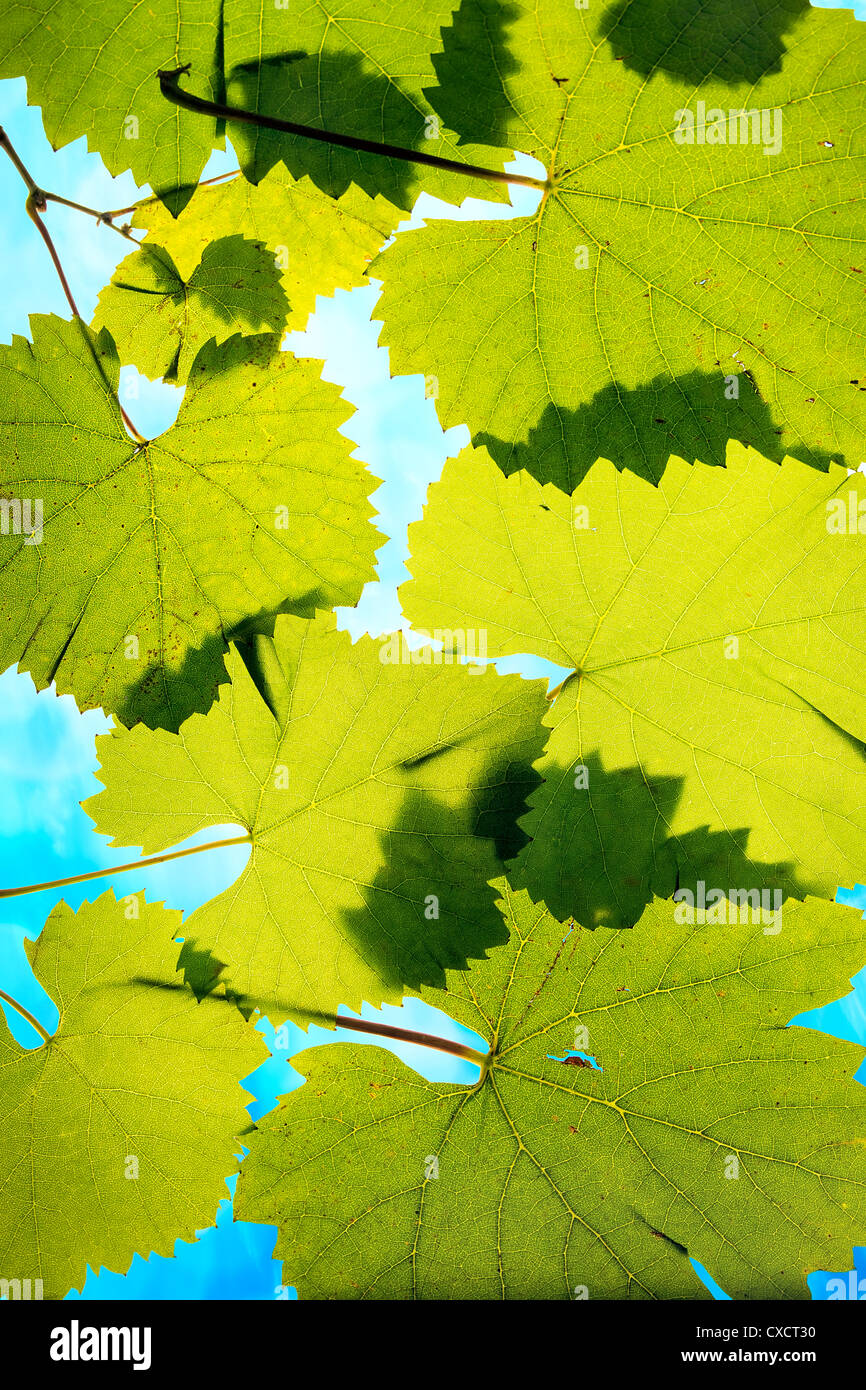 Foglie di uva sul cielo blu sullo sfondo Foto Stock