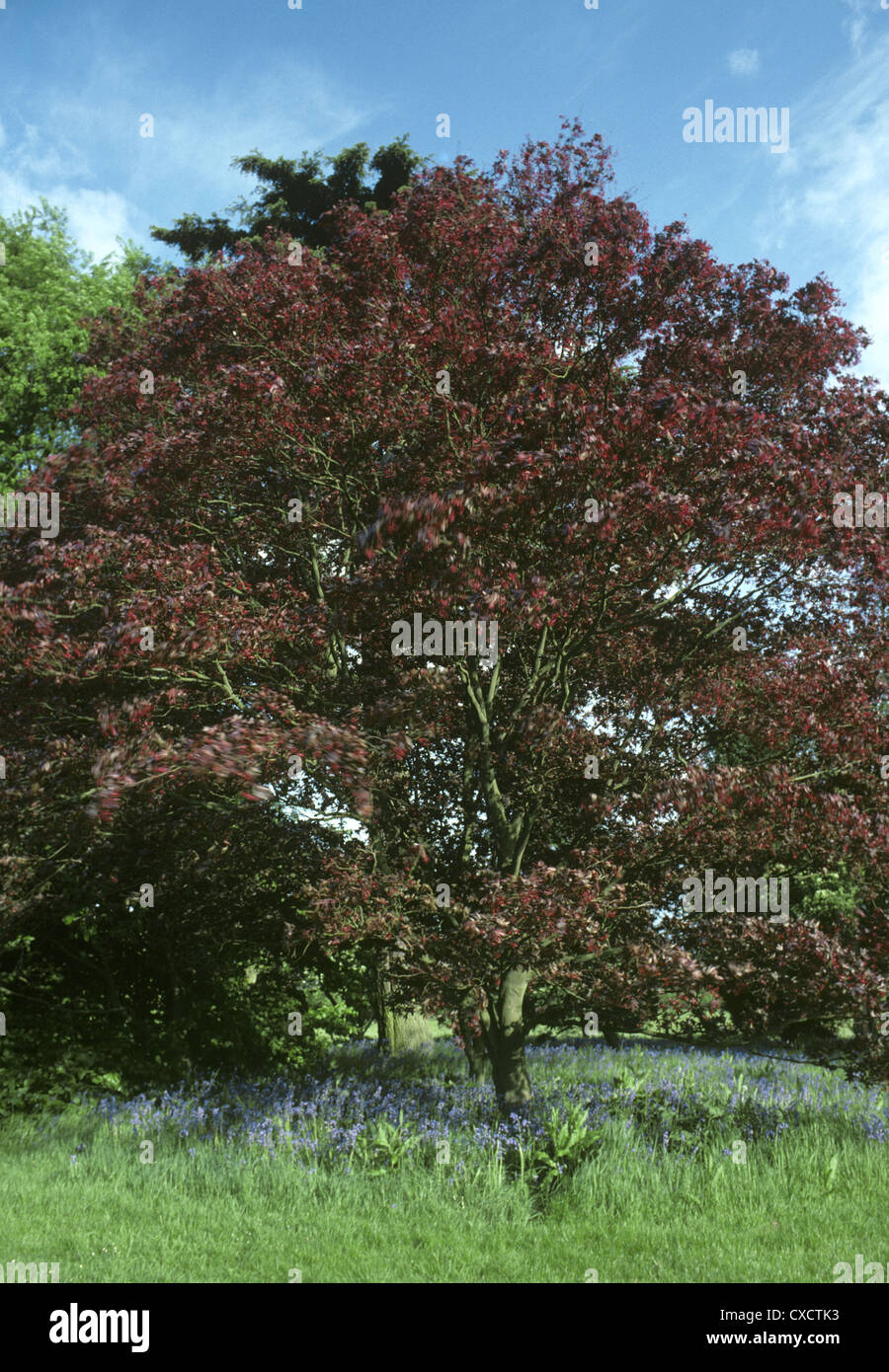 Liscia Acero giapponese Acer palmatum (Aceraceae) Foto Stock