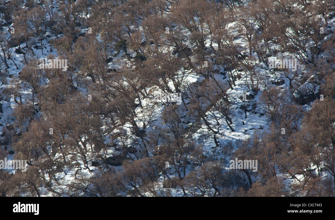 Alberi decidui sul versante di una montagna ricoperta di neve, Langtang valley, Nepal Foto Stock