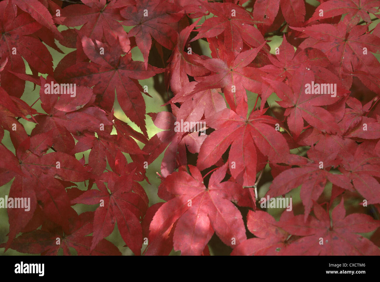 Liscia Acero giapponese Acer palmatum (Aceraceae) Foto Stock