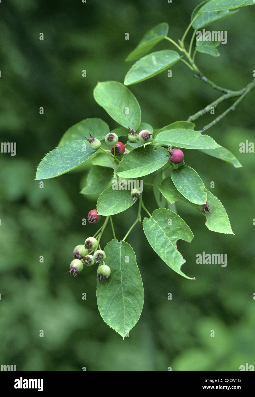 Snowy Mespil Amelanchier Ovalis (Rosacee) Foto Stock